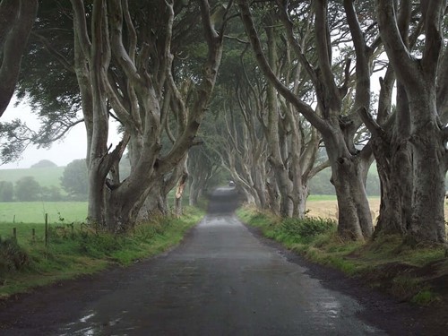 Foggy tree-lined road